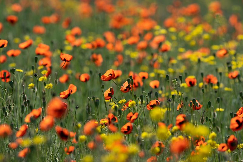 Field of poppies фото превью