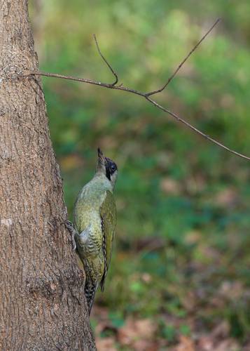 Picus viridis
