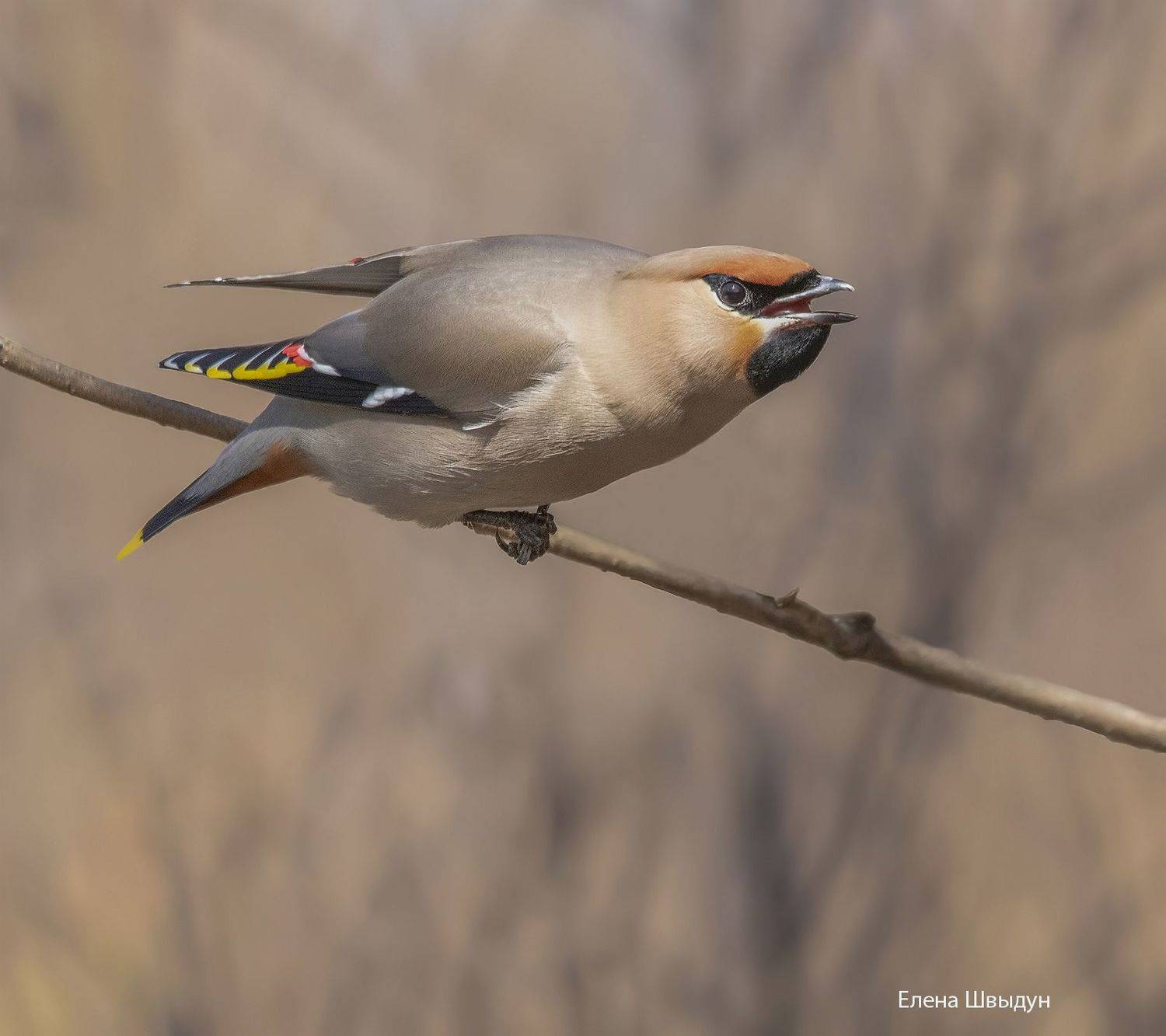 bird of prey, animal, birds, bird,  animal wildlife,  nature,  animals in the wild, bohemian waxwing, свиристель, птицы, птица, Елена Швыдун