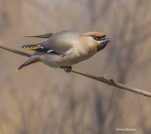 Bohemian waxwing