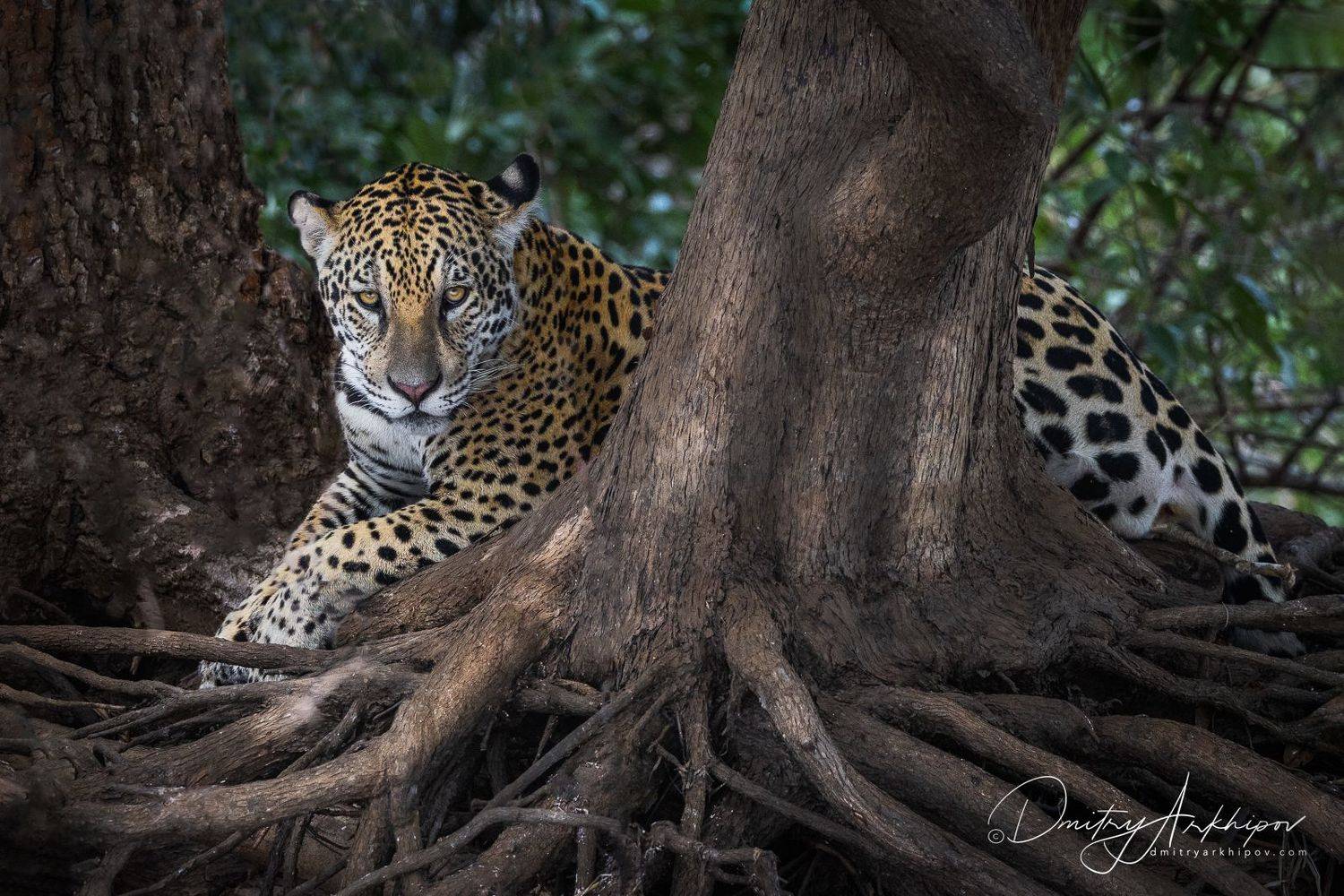 , Дмитрий Архипов