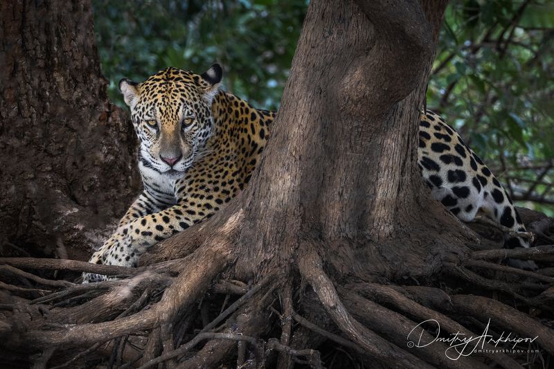 Ягуар фото превью