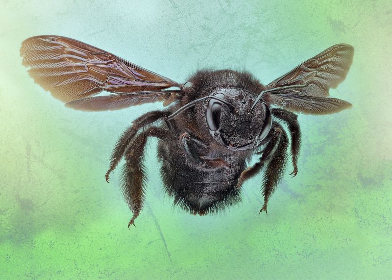 macro, bugs, georgia Черная пчела фото превью