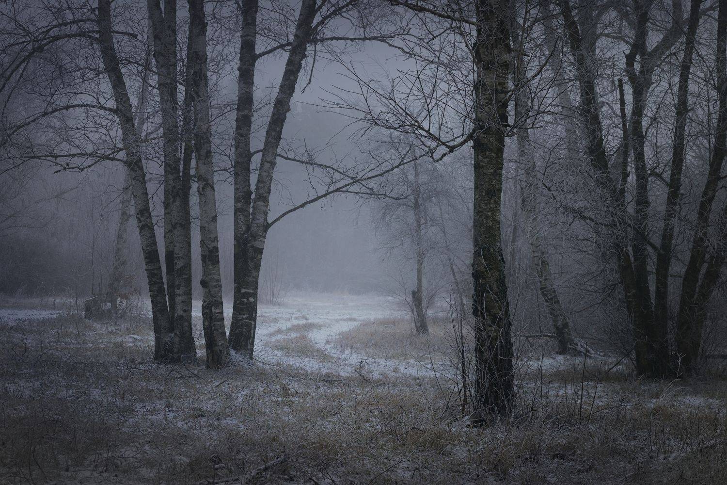 зима туман лес утро, Александр Жарников