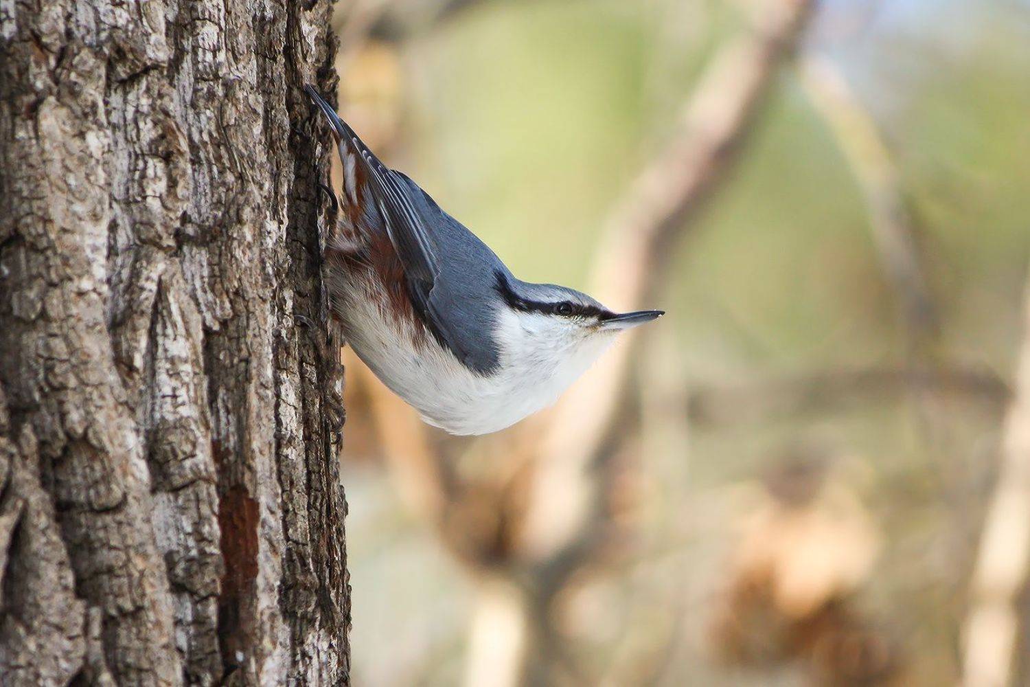 поползень, КарОл