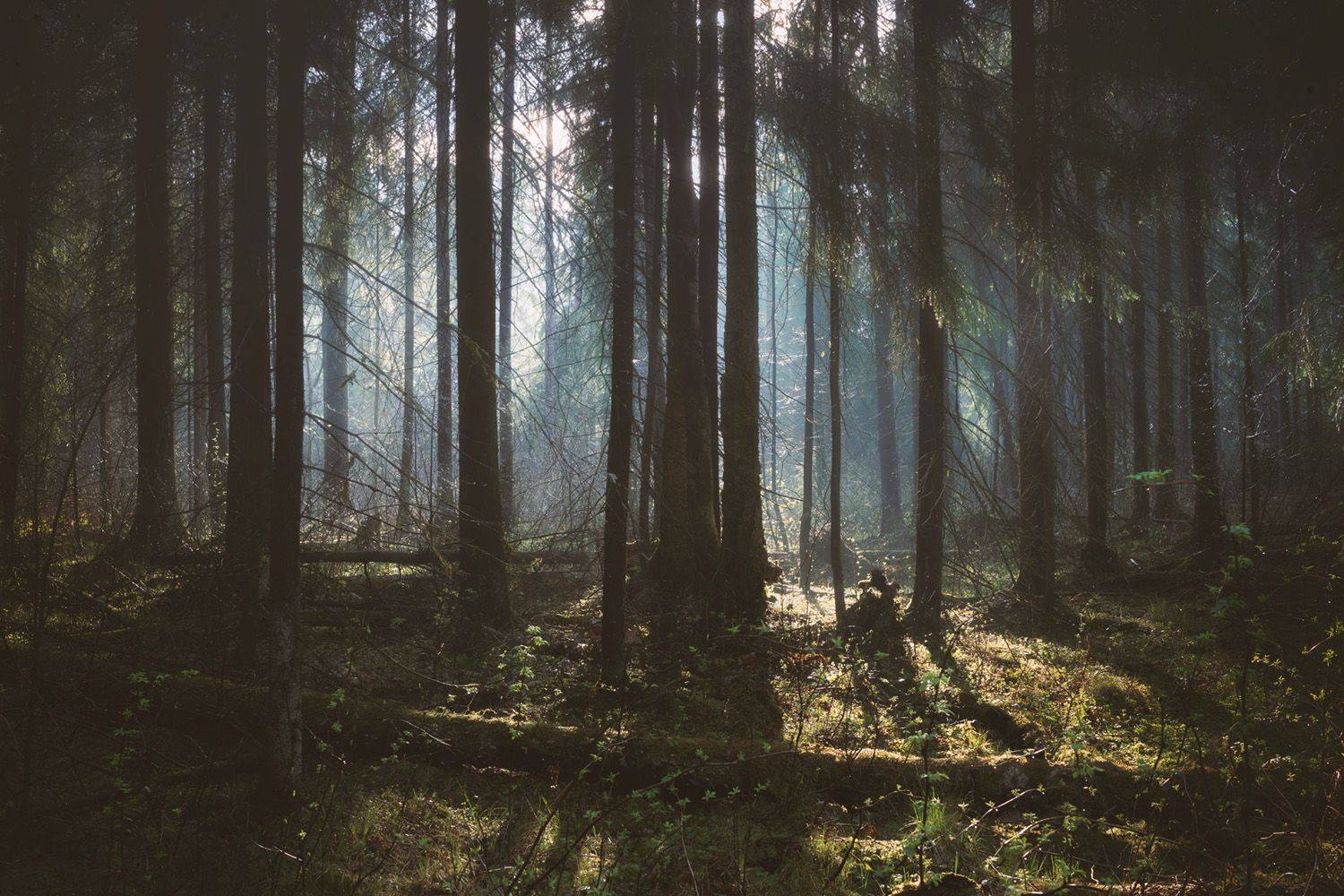 лес, весна, деревья, пейзаж, forest, woodland, spring, landscape, trees, Валерий Вождаев