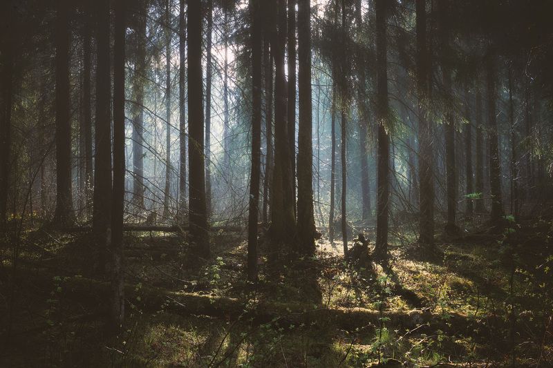 После весеннего дождя фото превью