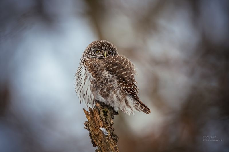 птицы, фотоохота, сова, сычик Теплый наряд фото превью