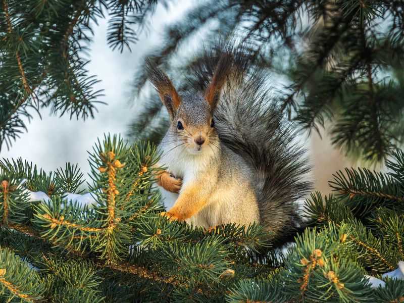 белка Белка фото превью