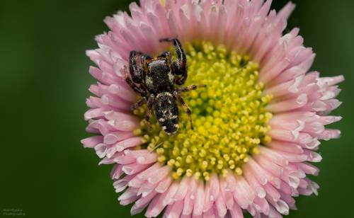 Macaroeris nidicolens