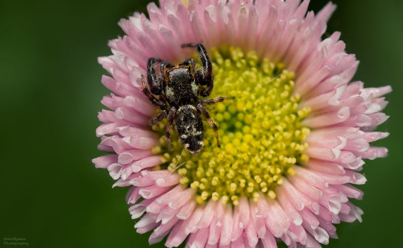 макро, природа, паук, паук скакун, macro, nature, spider, jumping spider Macaroeris nidicolens фото превью