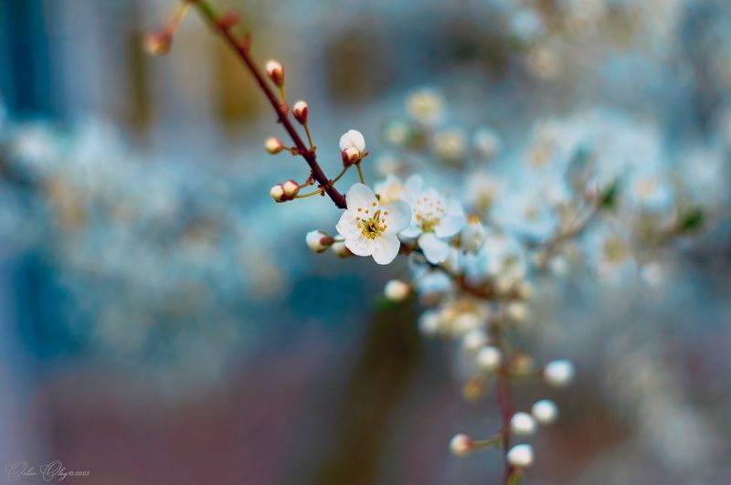 *** фото превью