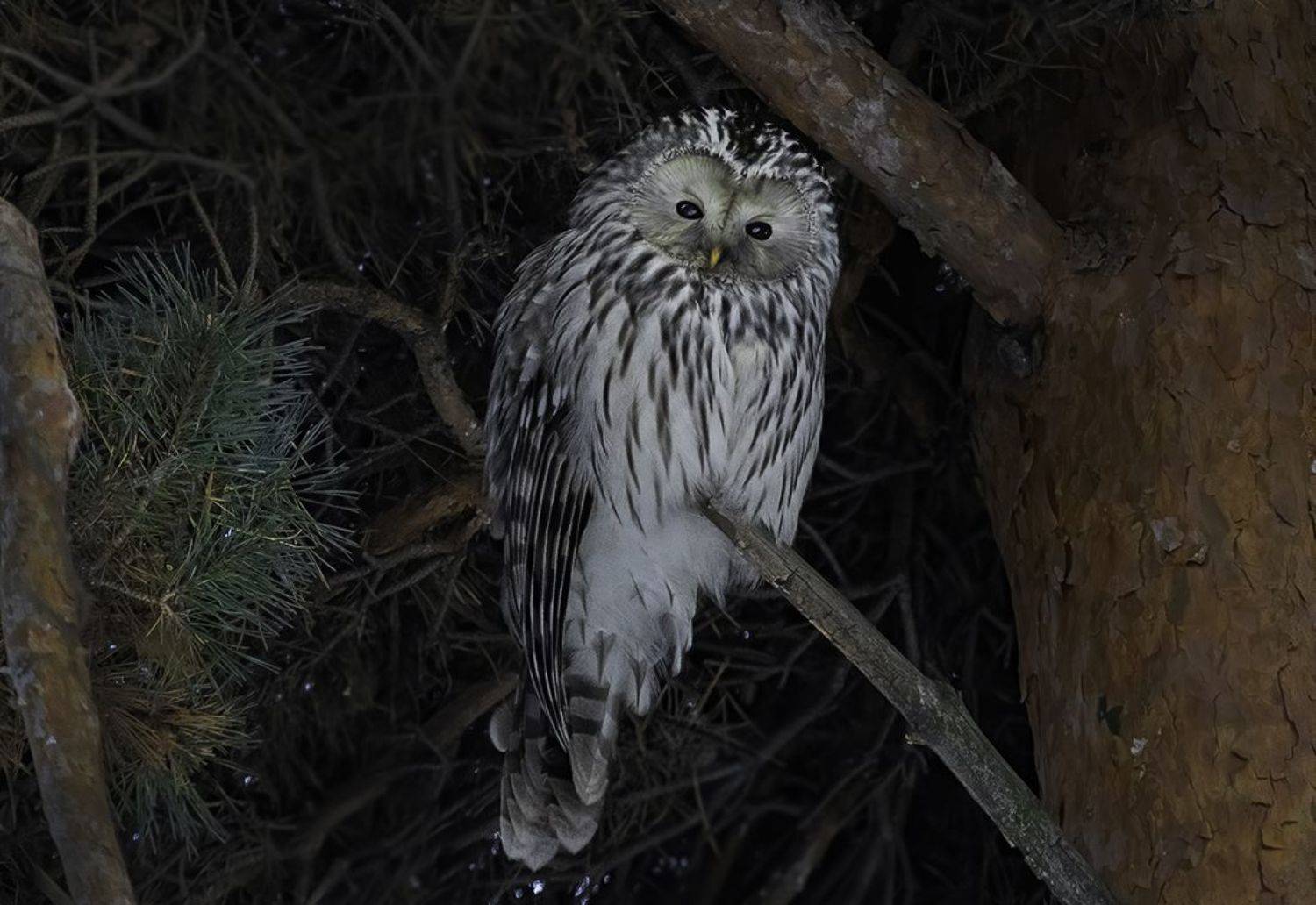 птица, сова, зима, укрытие, Сытина Наталия