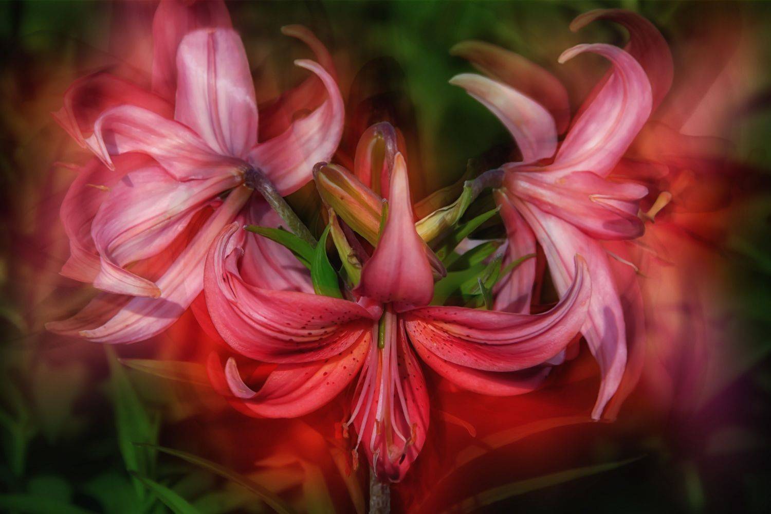 multicolored lilies, blossom, flowers, green , spring, garden, summer flowers,  summer color, nature, flora, black background, blur, DZINTRA REGINA JANSONE