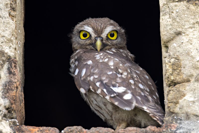 Little owl фото превью