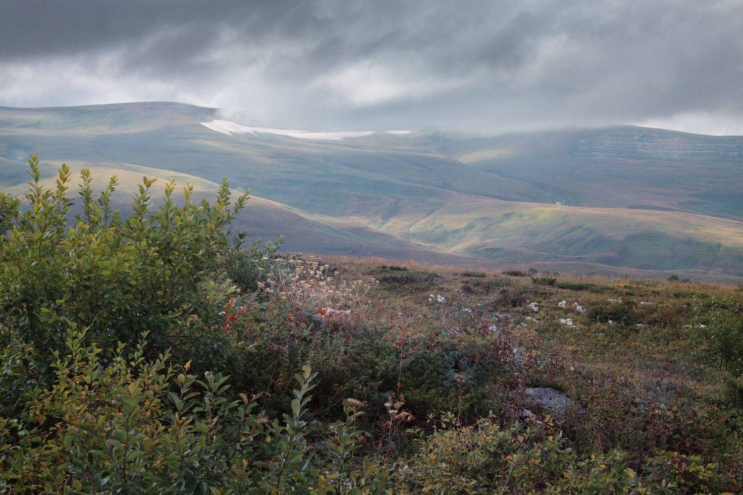 , Светлана Холодняк