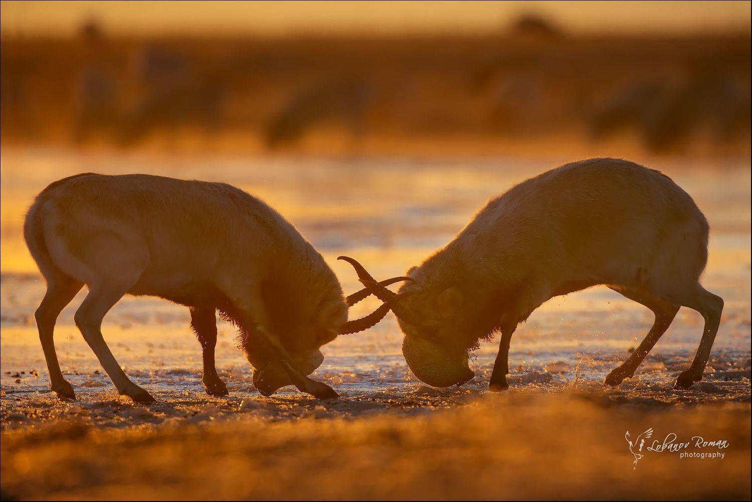 , Роман Лобанов