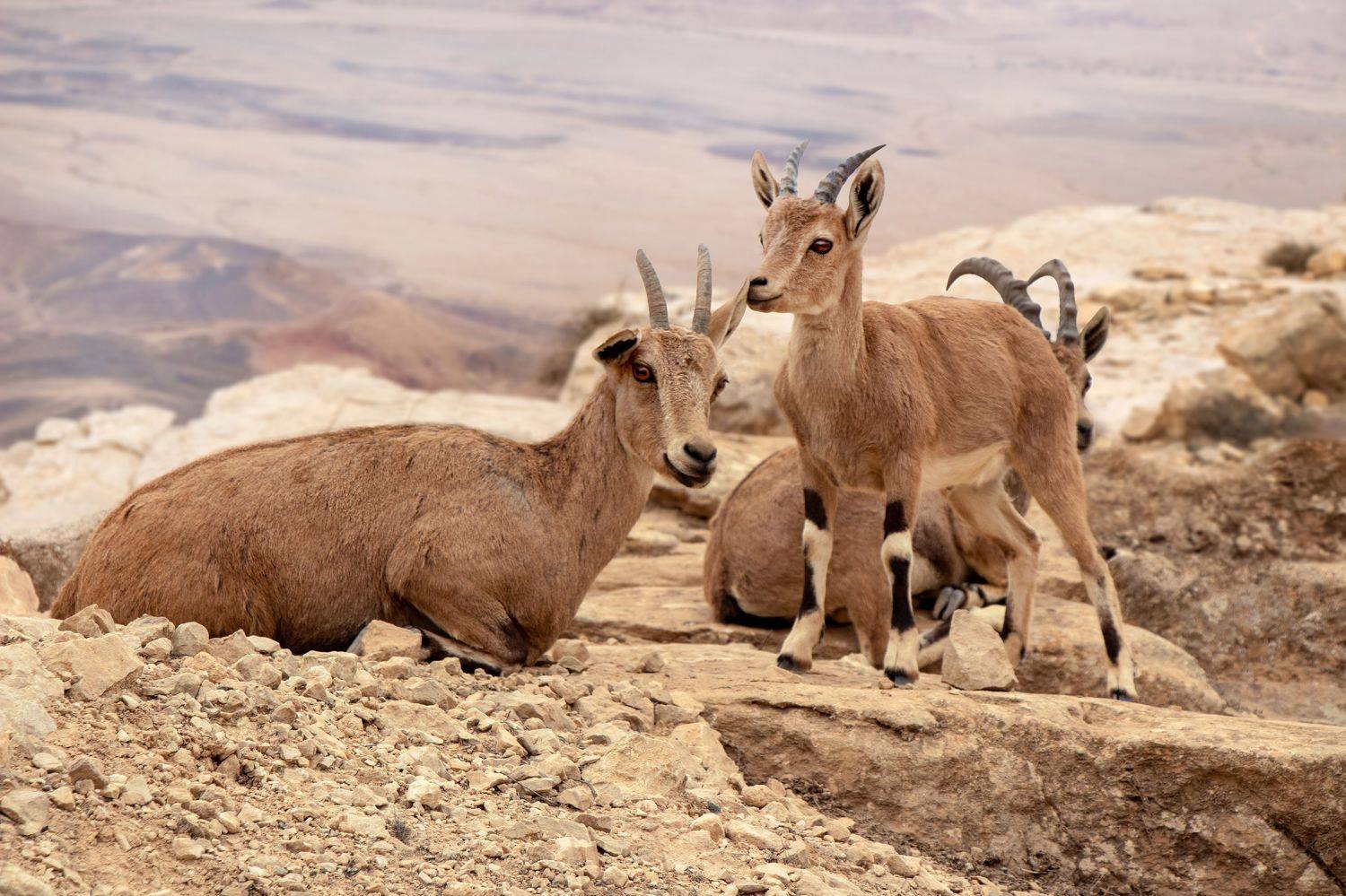 , Вадим Городницкий