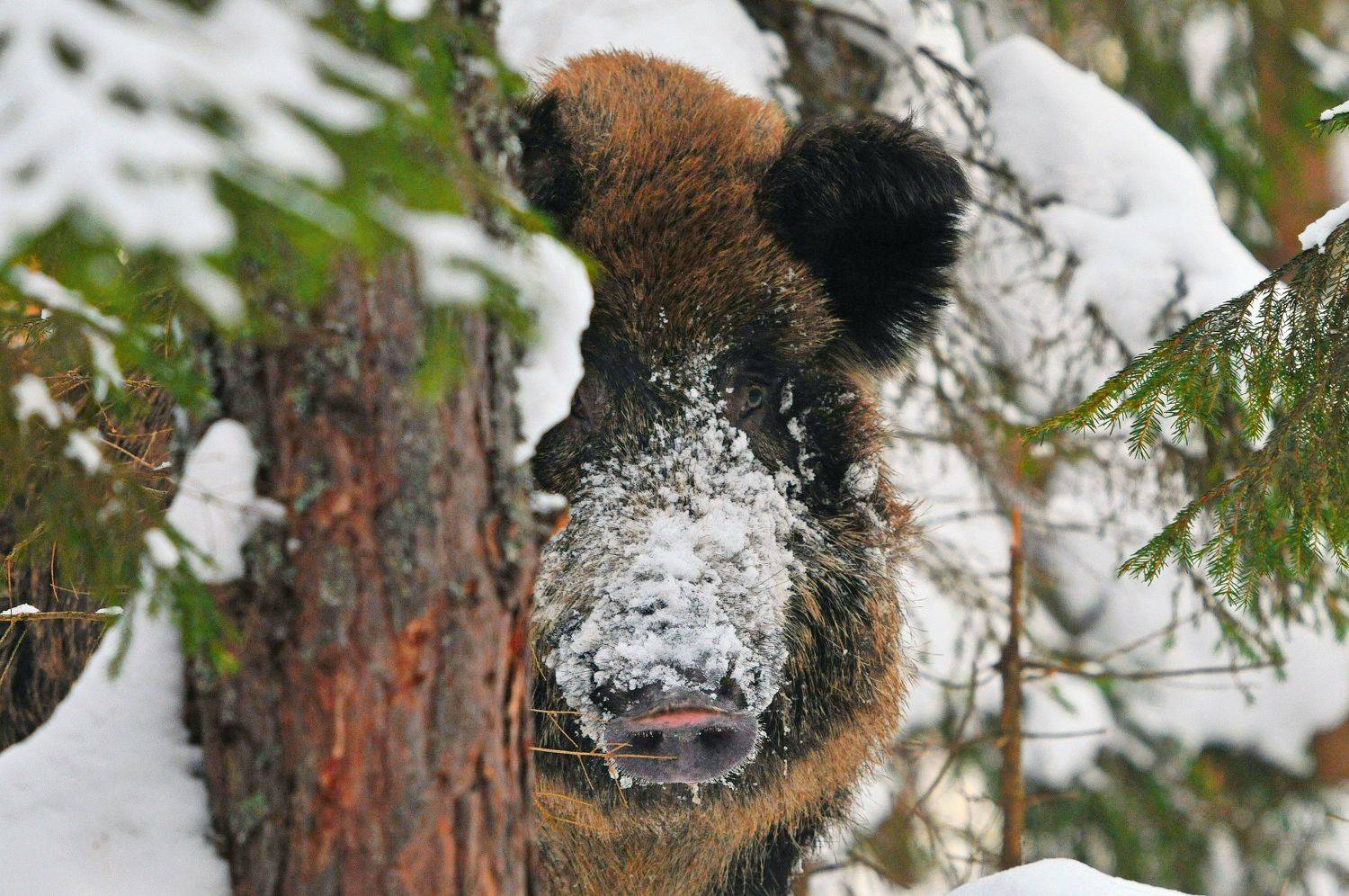 , Андрей Зыкин