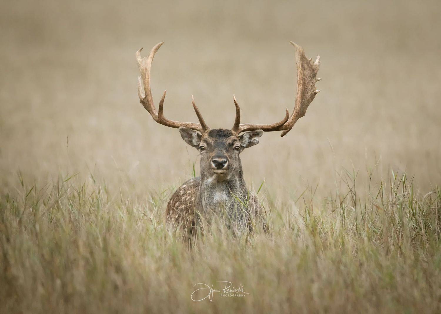 лань, dama-dama, красный бор, фотоохота, беларусь, осенний гон, гон, Рудченко Ольга