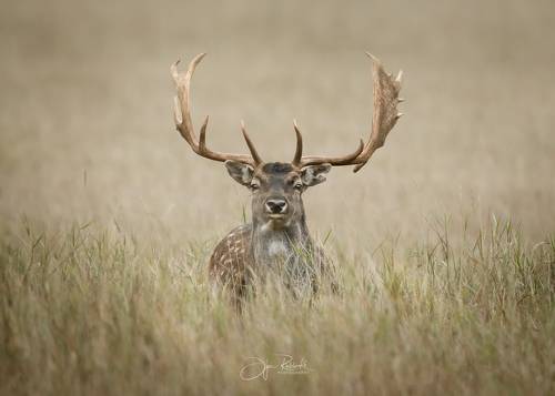 Глаза в глаза