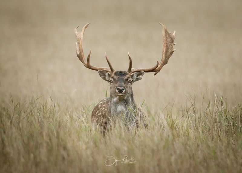 лань, dama-dama, красный бор, фотоохота, беларусь, осенний гон, гон Глаза в глаза фото превью