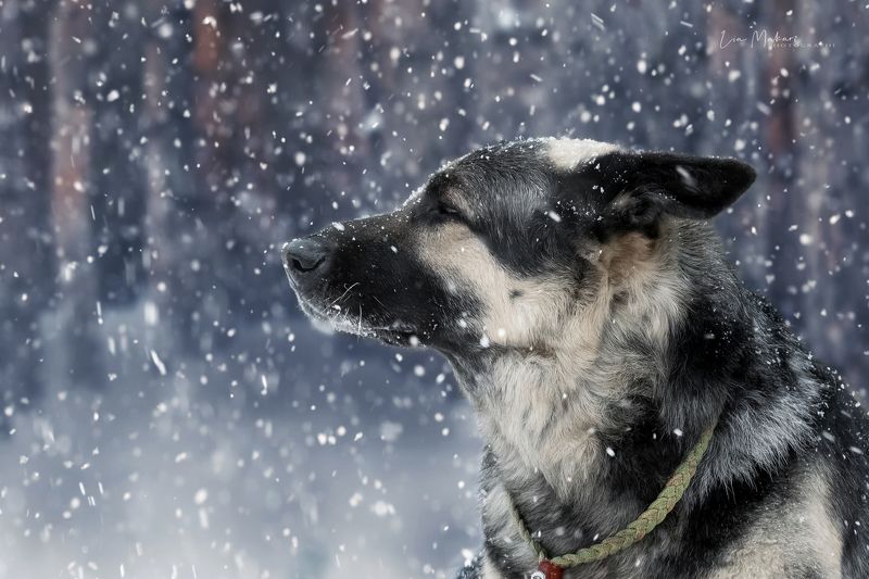 Зима, снег, собака, пес Джай фото превью