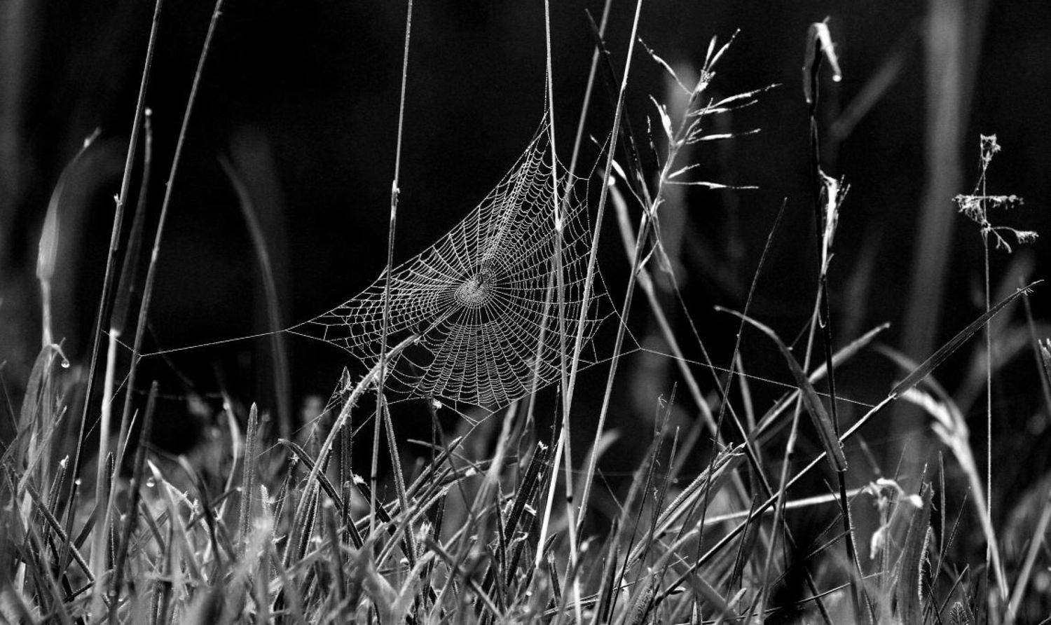 , Franti&scaron;ek Uhler