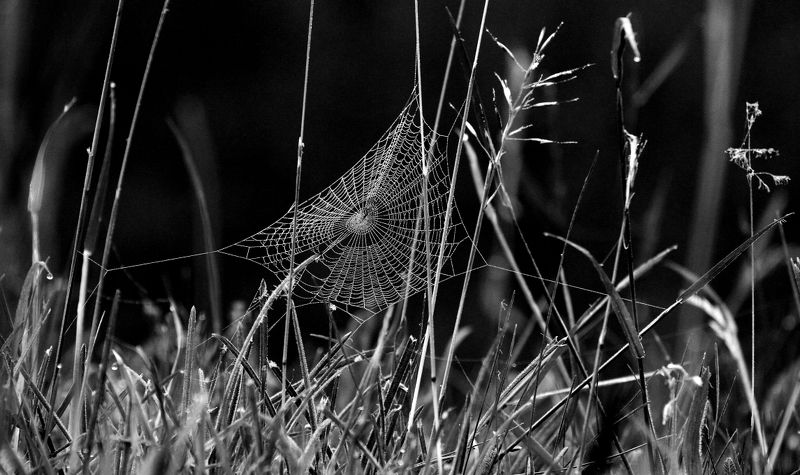 Cobweb silk фото превью