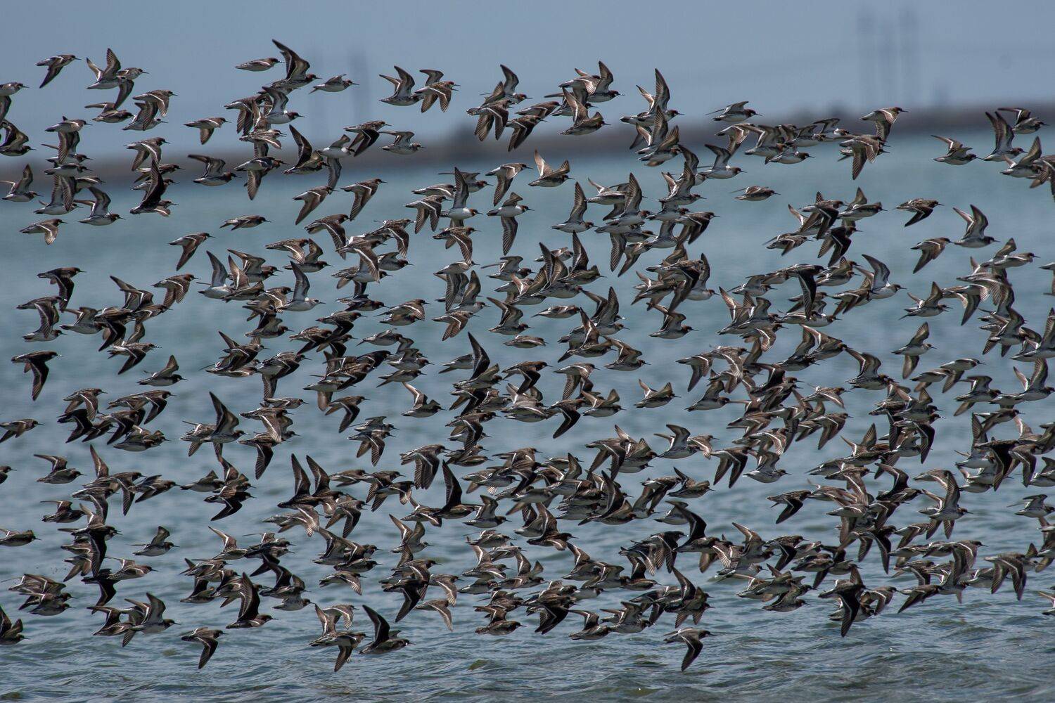 Red-necked phalarope, Phalaropus lobatus, volgograd, russia, wildlife, , Сторчилов Павел