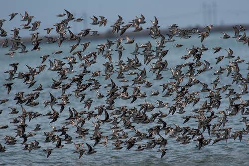 Red-necked phalarope