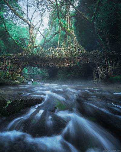 Living root  bridges of Meghalaya