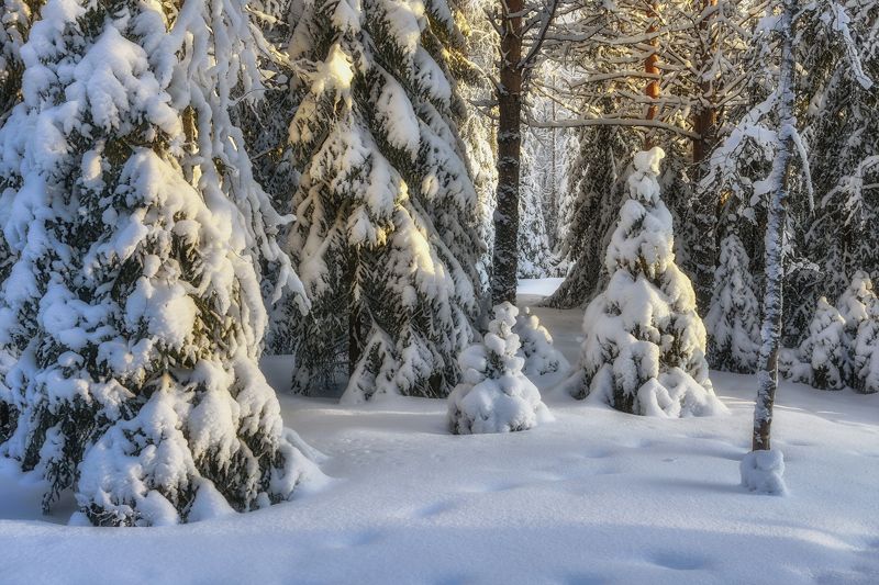 Укрытые снегом фото превью