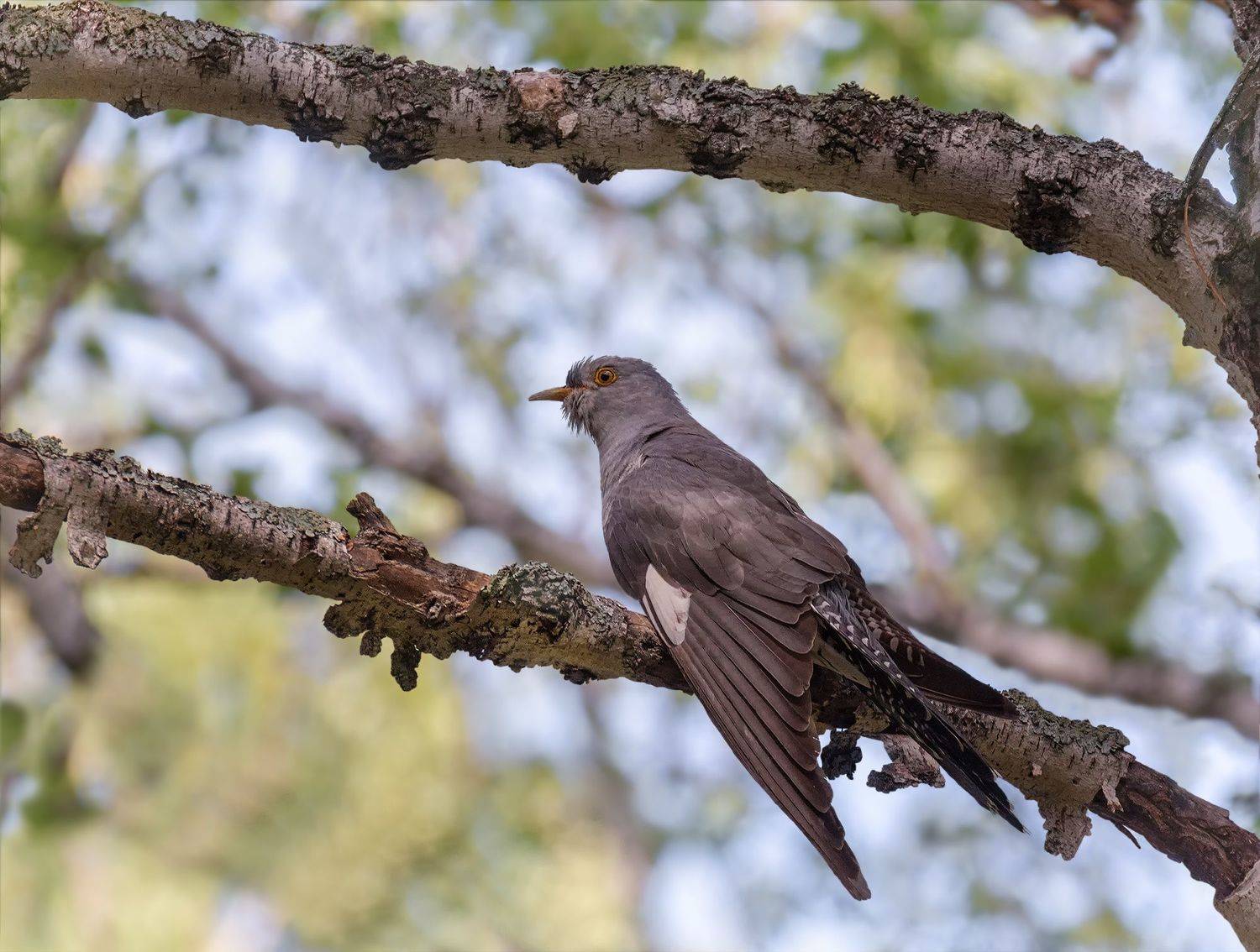 птица, кукушка, лес,, Марина Мочалова