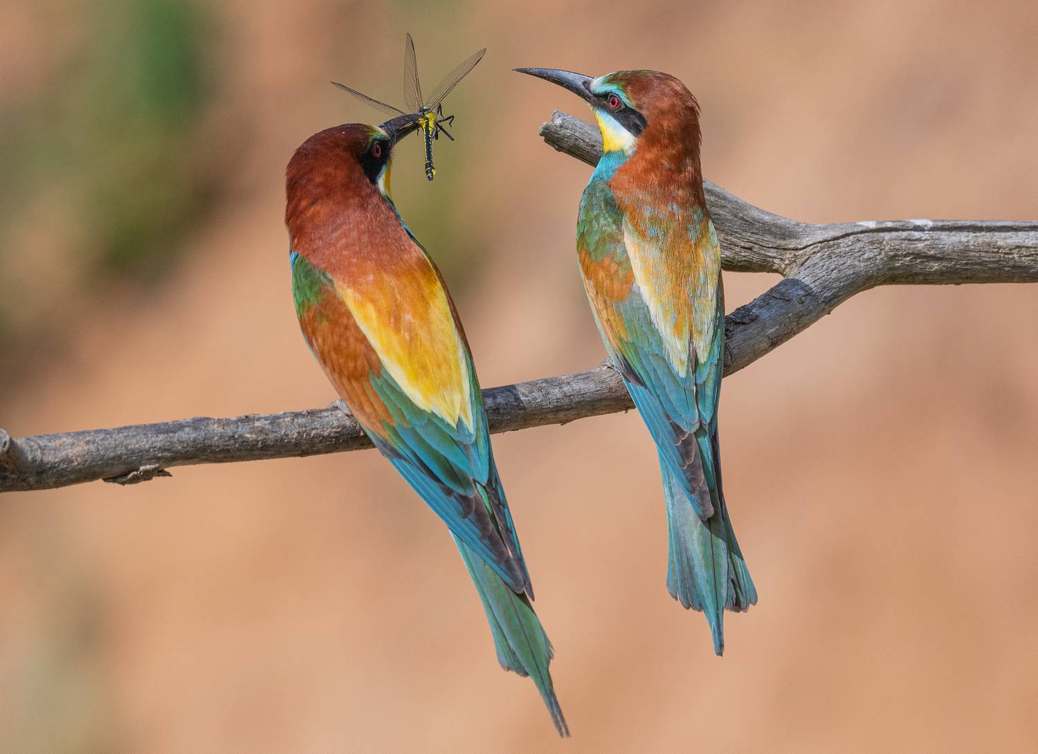 птицы щурки весна лето стрекоза, Руслан Сигушин