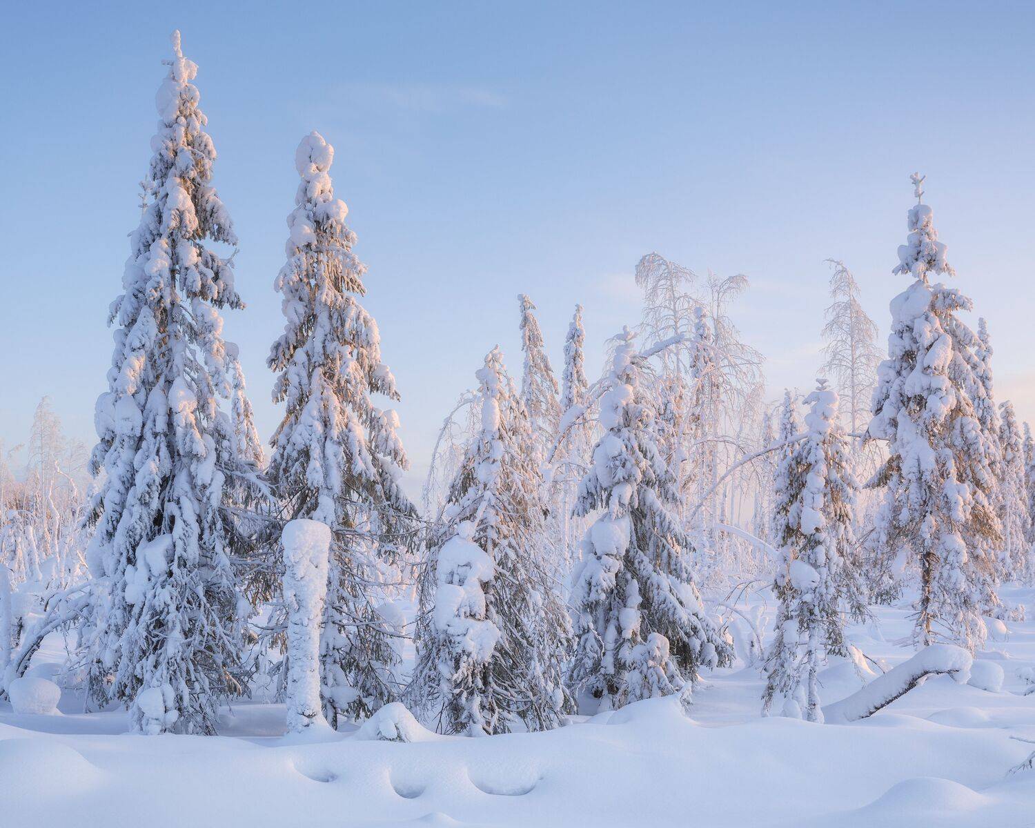пейзаж, зима, снег, тайга, лес, деревья, landscape, woodland, winter, taiga, snow, рассвет, мороз, утро, коми, sunrise, morning, frozen, komi, Чаланов Иван