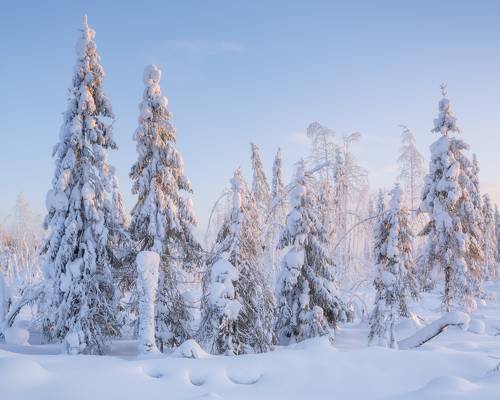 Заснеженные ели