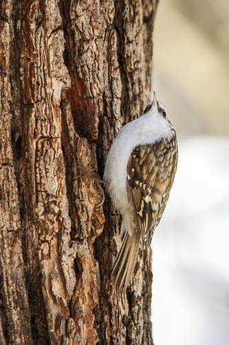 Обыкновенная пищуха (Certhia familiaris).