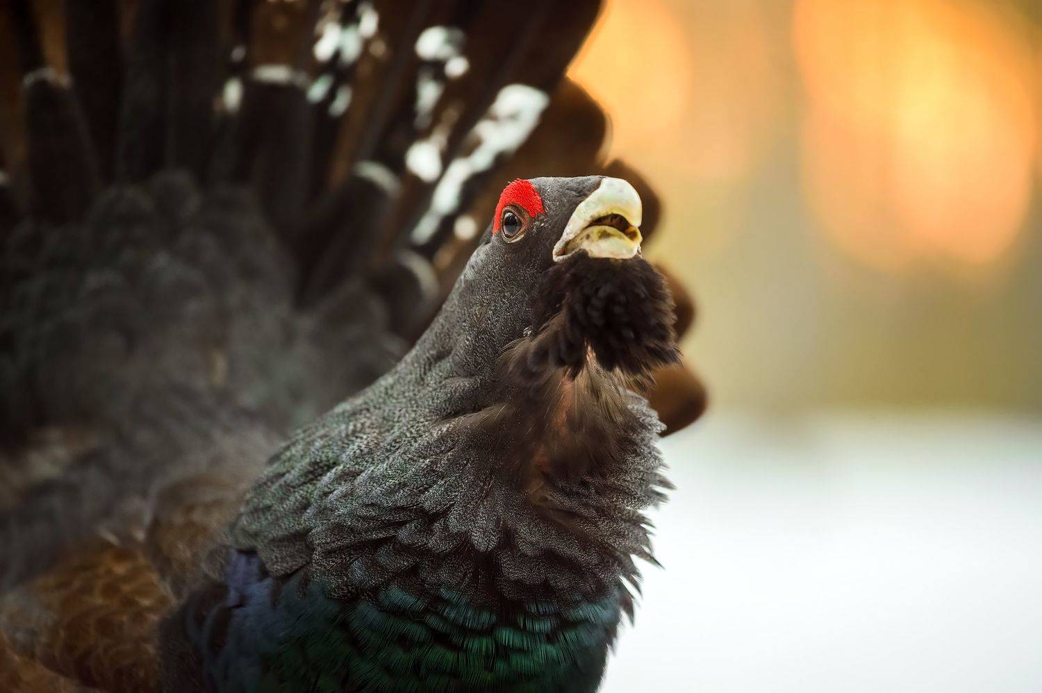 , Калинин Михаил