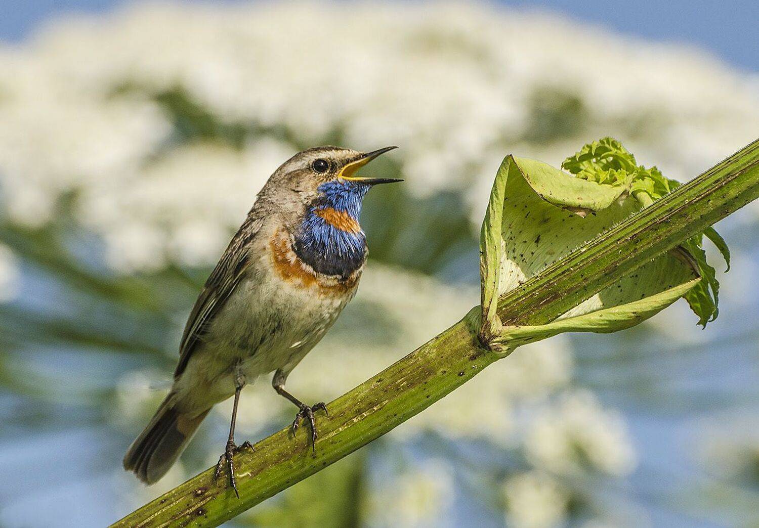 варакушка, самец, Михаил Агеев