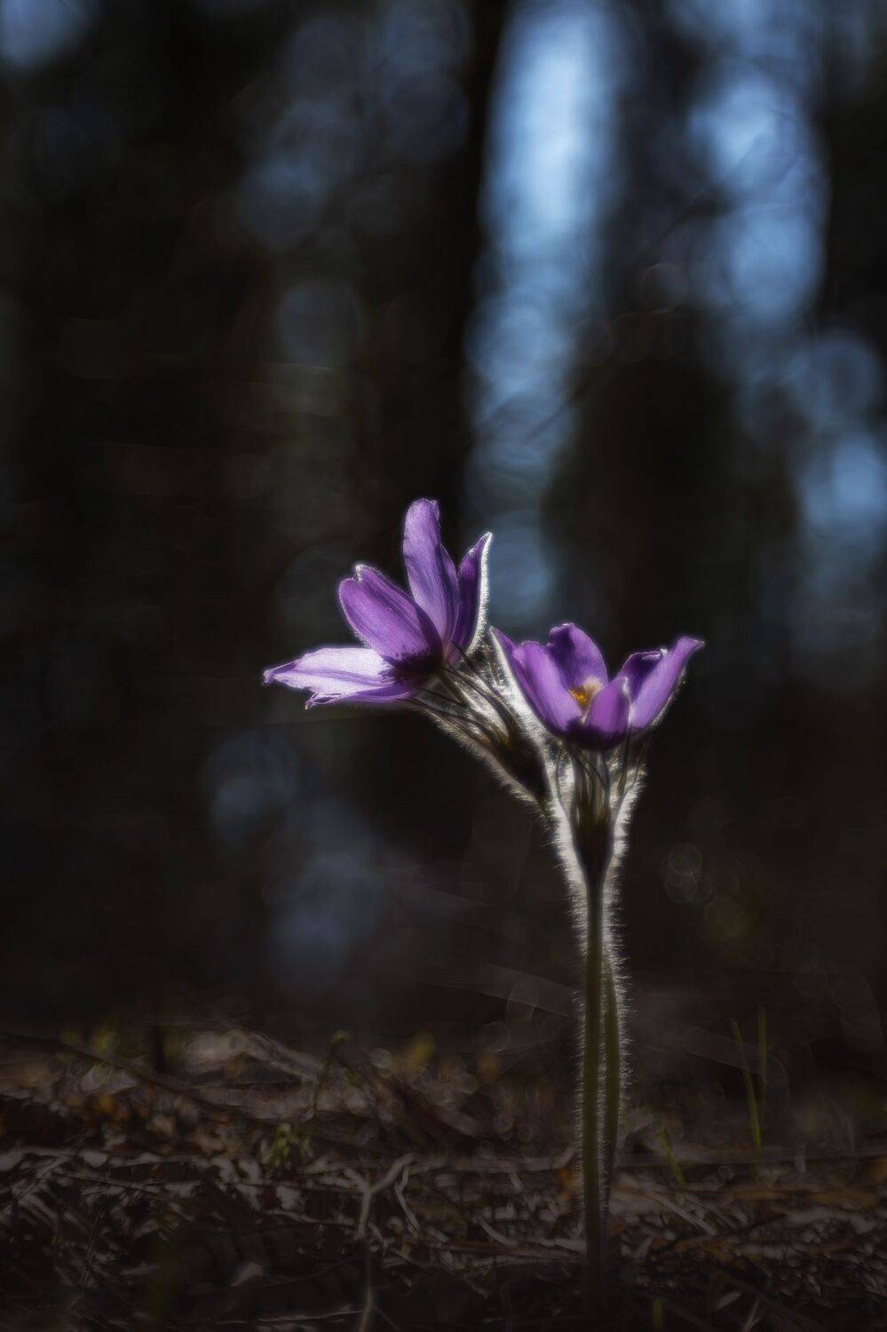 , Кузнецов Дмитрий