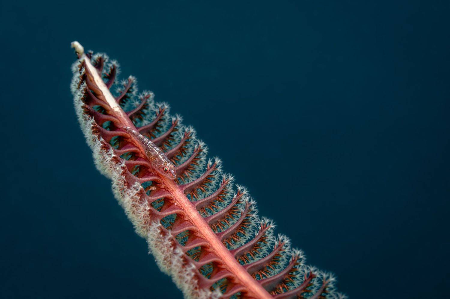 , Савин Андрей