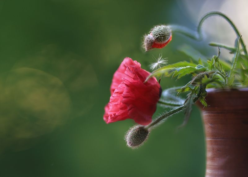 маки, счастье, пылинка лета,одуванчик,ирина горюкина Про.. фото превью