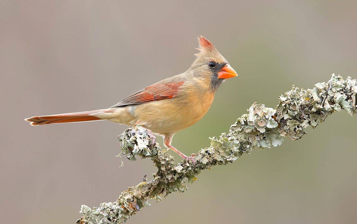 красный кардинал, northern cardinal, cardinal,кардинал,зима, Etkind Elizabeth