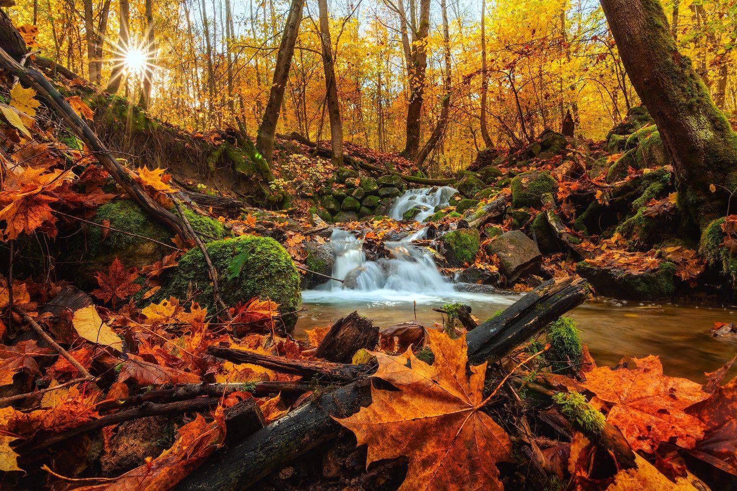 ***, Майя Афзаал