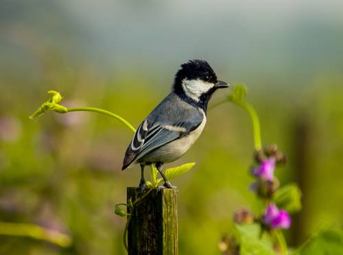 Cinereous tit