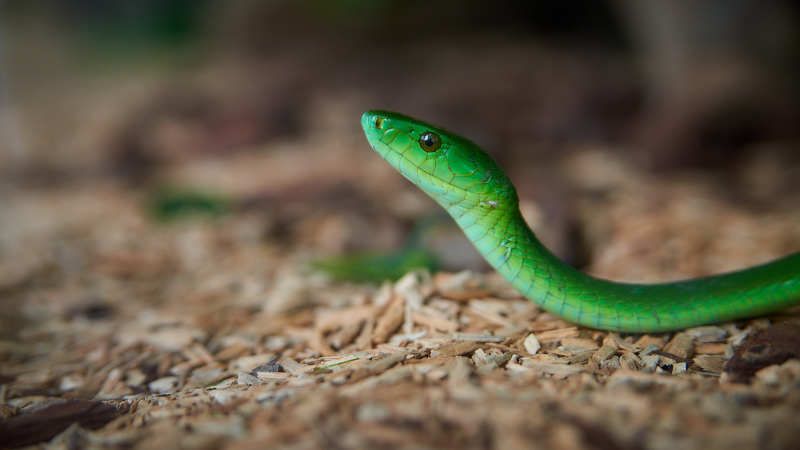 Зелёная мамба (ЮАР) фото превью