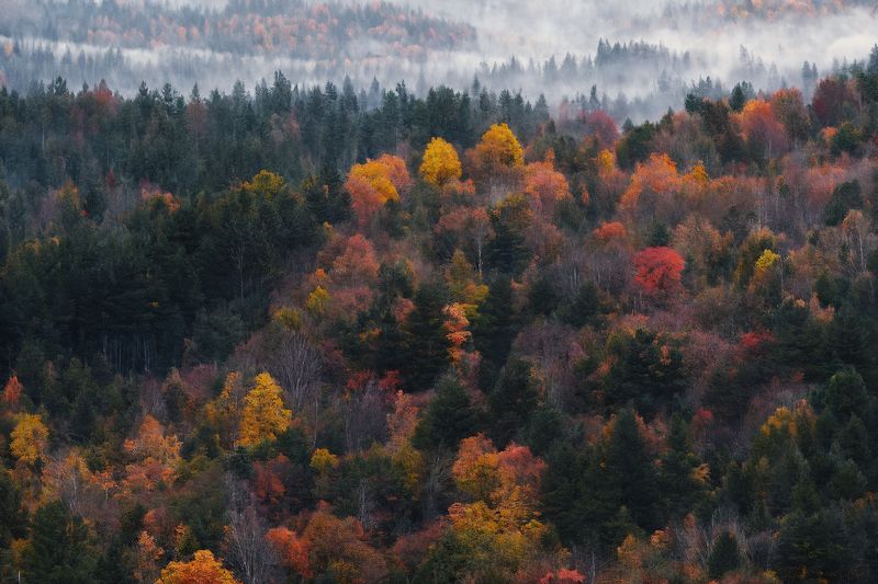 аэрофотосъемка, осень, дрон, пейзаж, лес, горы, туман Шептание деревьев в тумане фото превью