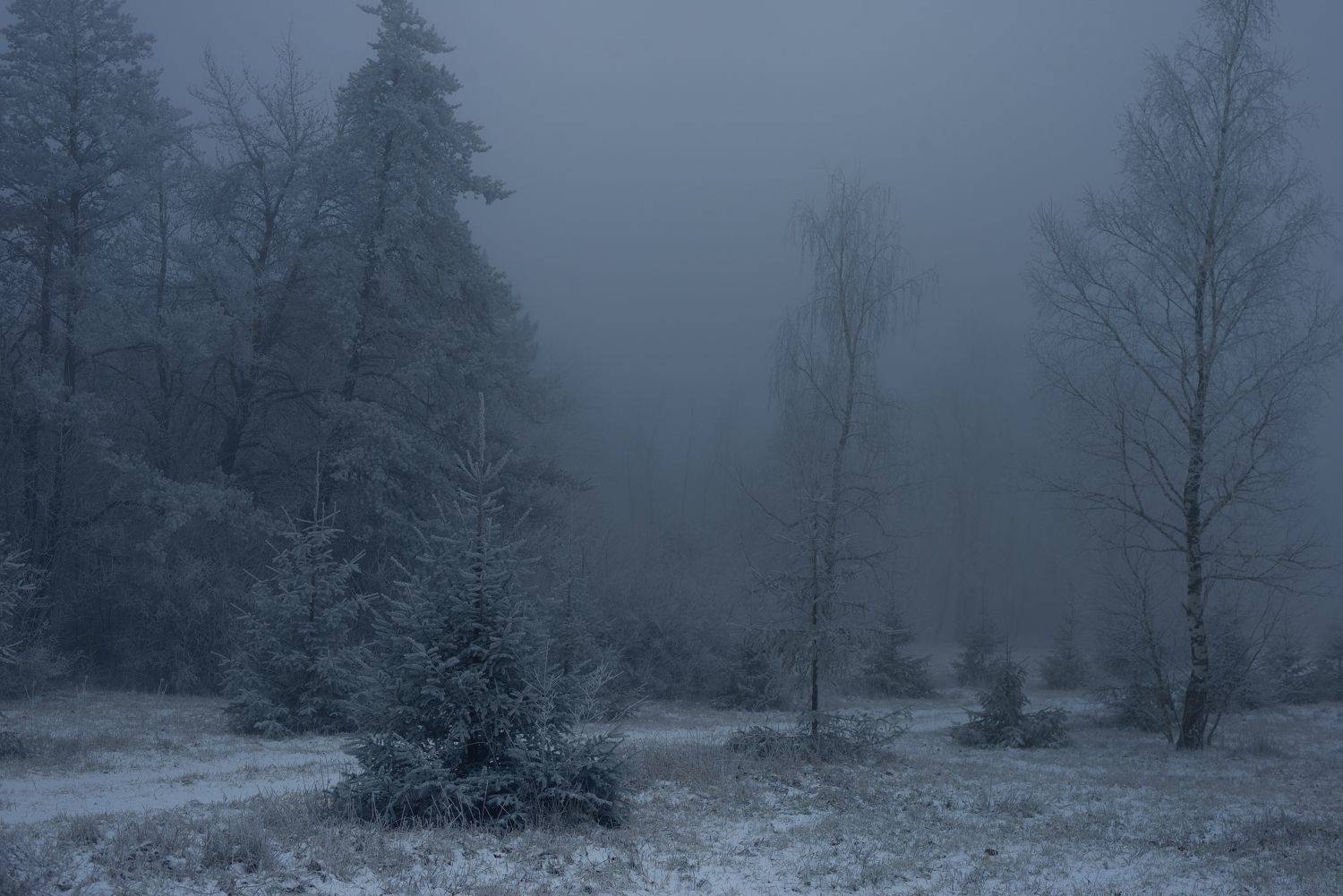 зима туман лес утро, Александр Жарников