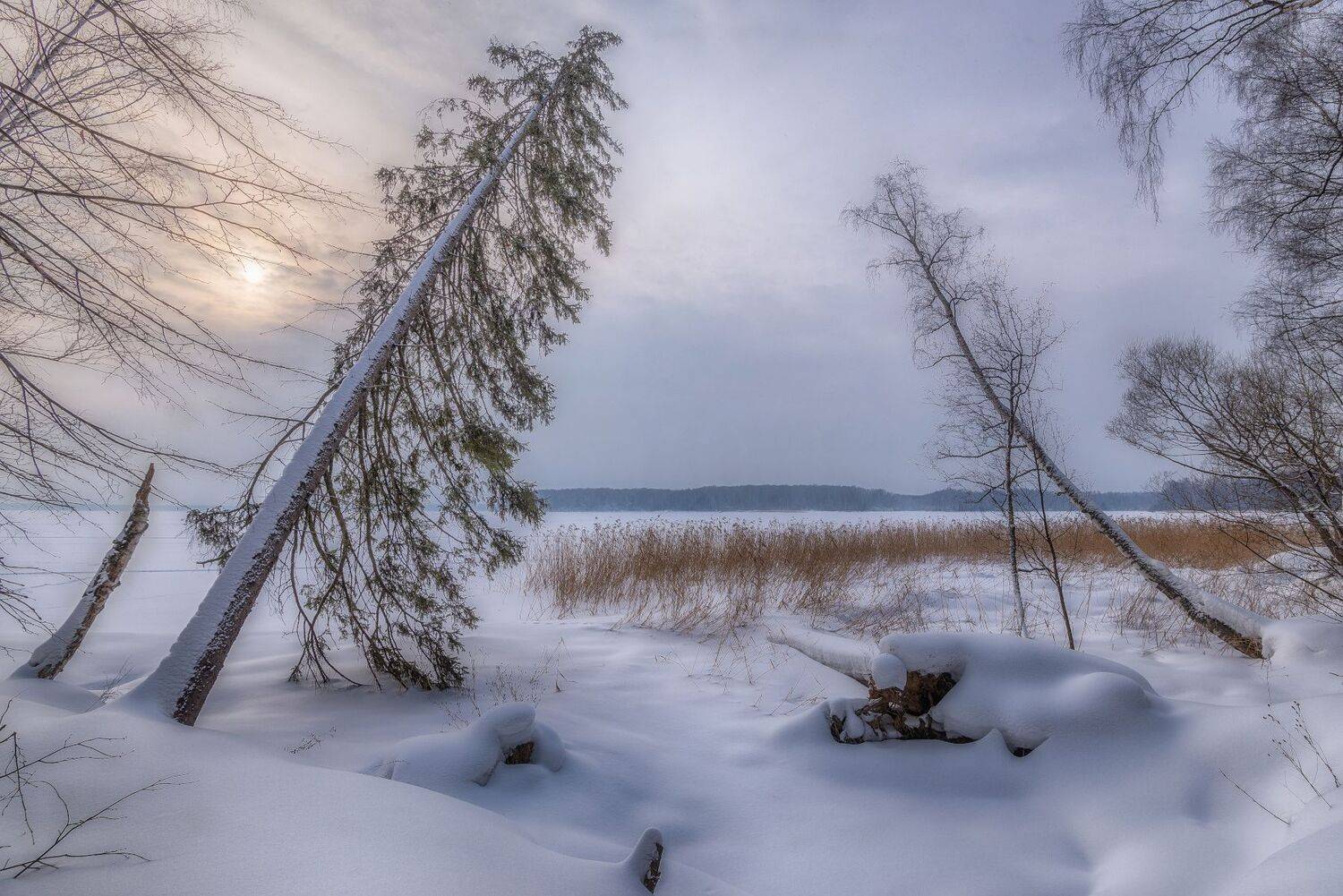 деревья, зима, снег,берег, Сергей Аникин